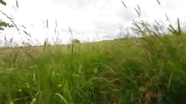 Woodland Grassland, POV 4k HDR İngiltere Avrupa Ormanı yaz mevsimi