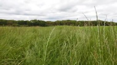 Woodland Grassland, POV 4k HDR İngiltere Avrupa Ormanı yaz mevsimi