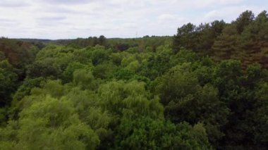 4k hava manzaralı çam ormanı Sherwood ormanı yaz mevsimi İngiltere Uzun toprak yollar HDR Doğa tarafından uçan