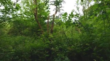 4k hava manzaralı çam ormanı Sherwood ormanı yaz mevsimi İngiltere Uzun toprak yollar HDR Doğa tarafından uçan
