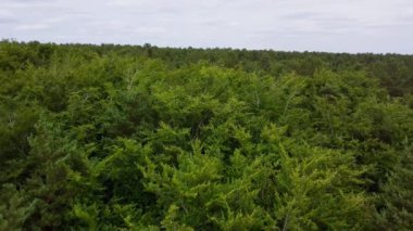 4k hava manzaralı çam ormanı Sherwood ormanı yaz mevsimi İngiltere Uzun toprak yollar HDR Doğa tarafından uçan