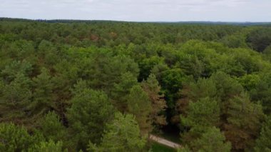 4k hava manzaralı çam ormanı Sherwood ormanı yaz mevsimi İngiltere Uzun toprak yollar HDR Doğa tarafından uçan