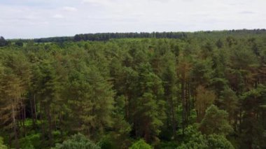 4k hava manzaralı çam ormanı Sherwood ormanı yaz mevsimi İngiltere Uzun toprak yollar HDR Doğa tarafından uçan
