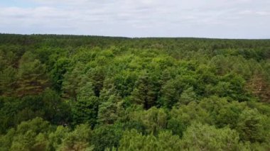 4k hava manzaralı çam ormanı Sherwood ormanı yaz mevsimi İngiltere Uzun toprak yollar HDR Doğa tarafından uçan