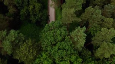 4k hava manzaralı çam ormanı Sherwood ormanı yaz mevsimi İngiltere Uzun toprak yollar HDR Doğa tarafından uçan