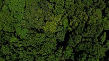 124yazında Genişletici Yaprak ve Evergreen Ormanlarının Üst Aşağı Görünümü; Avrupa, İngiltere