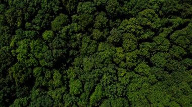 124yazında Genişletici Yaprak ve Evergreen Ormanlarının Üst Aşağı Görünümü; Avrupa, İngiltere
