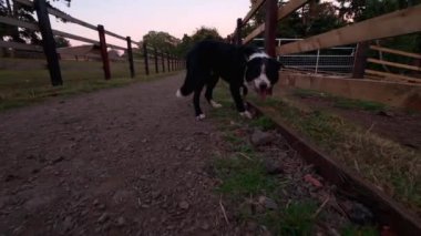 Border Collies, İngiltere ve Avrupa 'da çalışan bir çiftlikte hayvan besliyor.. 