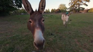 İngiltere ve Avrupa 'da çalışan bir çiftlikteki hayvanlar.