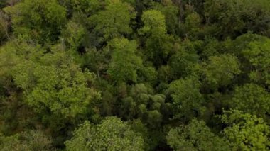 Hava manzaralı alanlar Orman Ormanı Alp İngiltere Avrupa 'da yaz mevsiminde yeşillik