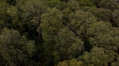 Hava manzaralı alanlar Orman Ormanı Alp İngiltere Avrupa 'da yaz mevsiminde yeşillik