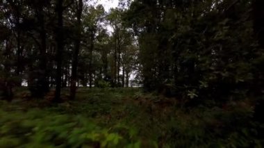 Hava manzaralı alanlar Orman Ormanı Alp İngiltere Avrupa 'da yaz mevsiminde yeşillik