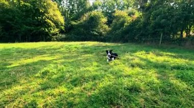 Ağızda sopayla yavaş hareket eden köpek Birleşik Krallık Avrupa çoban köpeği
