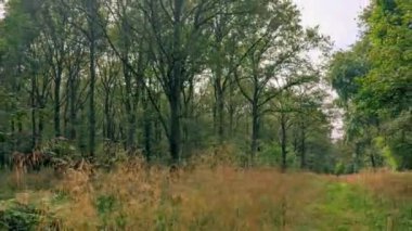 Yazın İngiltere 'de ormanlık alanlar. Avrupa ağaçları yeşil ve çiçek açıyor.