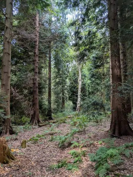 İngiltere 'nin güzel ormanları Alp yapraklı, ılıman ormanları Avrupa Yeşil Panorama 