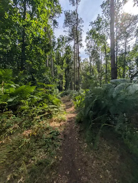 İngiltere 'nin güzel ormanları Alp yapraklı, ılıman ormanları Avrupa Yeşil Panorama 