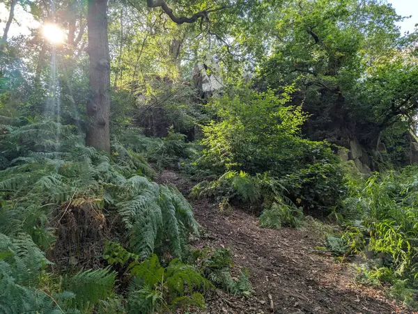 İngiltere 'nin güzel ormanları Alp yapraklı, ılıman ormanları Avrupa Yeşil Panorama 