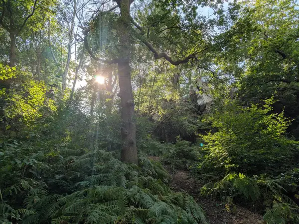 stock image Beautiful forested areas alpine deciduous temperate forests of UK Europe Green Panorama 