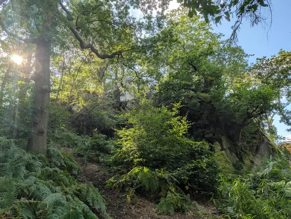 İngiltere 'nin güzel ormanları Alp yapraklı, ılıman ormanları Avrupa Yeşil Panorama 