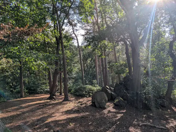 İngiltere 'nin güzel ormanları Alp yapraklı, ılıman ormanları Avrupa Yeşil Panorama 