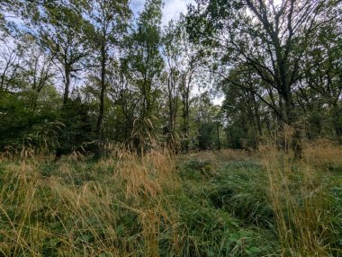 İngiltere 'nin güzel ormanları Alp yapraklı, ılıman ormanları Avrupa Yeşil Panorama 