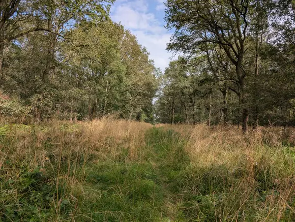 İngiltere 'nin güzel ormanları Alp yapraklı, ılıman ormanları Avrupa Yeşil Panorama 