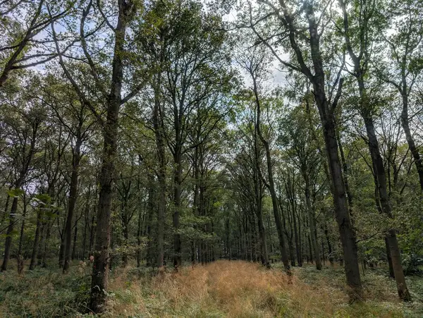 İngiltere 'nin güzel ormanları Alp yapraklı, ılıman ormanları Avrupa Yeşil Panorama 