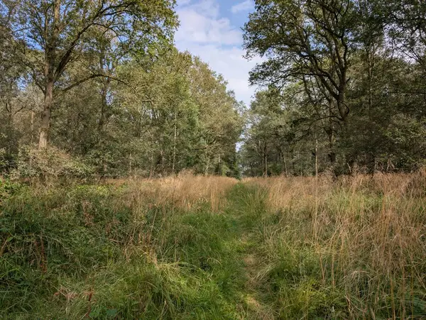 İngiltere 'nin güzel ormanları Alp yapraklı, ılıman ormanları Avrupa Yeşil Panorama 
