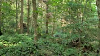 İngiltere Avrupa 'nın ormanlı alp yapraklı arazisi manzarası