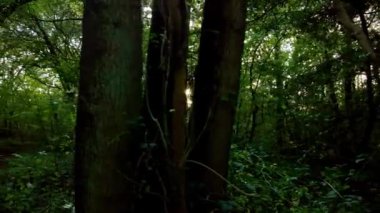 Günbatımında İngiltere 'deki eski ormanların üzerinden insansız hava aracının tepesinden aşağı doğru uçuyor.