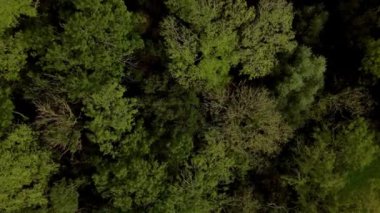 Günbatımında İngiltere 'deki eski ormanların üzerinden insansız hava aracının tepesinden aşağı doğru uçuyor.