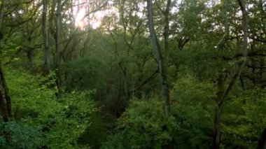 Günbatımında İngiltere 'deki eski ormanların üzerinden insansız hava aracının tepesinden aşağı doğru uçuyor.