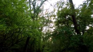 Günbatımında İngiltere 'deki eski ormanların üzerinden insansız hava aracının tepesinden aşağı doğru uçuyor.