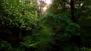 Günbatımında İngiltere 'deki eski ormanların üzerinden insansız hava aracının tepesinden aşağı doğru uçuyor.