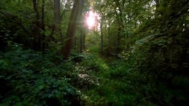 Günbatımında İngiltere 'deki eski ormanların üzerinden insansız hava aracının tepesinden aşağı doğru uçuyor.