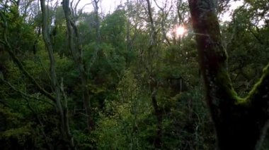 Günbatımında İngiltere 'deki eski ormanların üzerinden insansız hava aracının tepesinden aşağı doğru uçuyor.