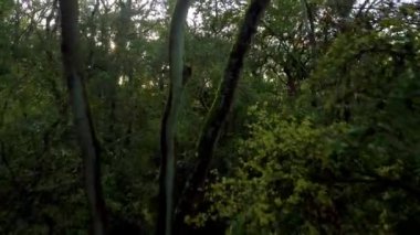 Günbatımında İngiltere 'deki eski ormanların üzerinden insansız hava aracının tepesinden aşağı doğru uçuyor.