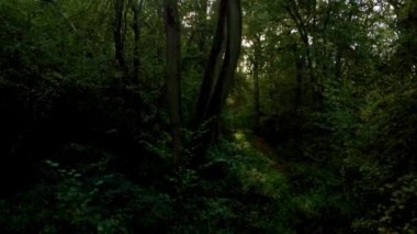 Günbatımında İngiltere 'deki eski ormanların üzerinden insansız hava aracının tepesinden aşağı doğru uçuyor.