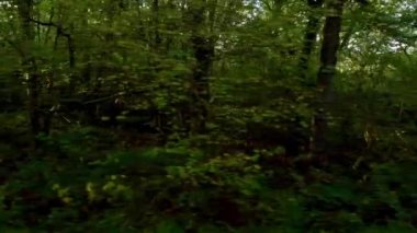 Günbatımında İngiltere 'deki eski ormanların üzerinden insansız hava aracının tepesinden aşağı doğru uçuyor.