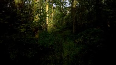 Günbatımında İngiltere 'deki eski ormanların üzerinden insansız hava aracının tepesinden aşağı doğru uçuyor.