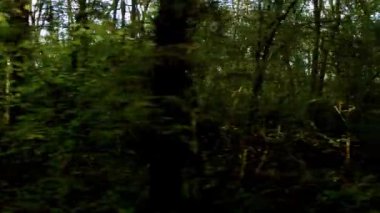 Günbatımında İngiltere 'deki eski ormanların üzerinden insansız hava aracının tepesinden aşağı doğru uçuyor.