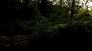 Günbatımında İngiltere 'deki eski ormanların üzerinden insansız hava aracının tepesinden aşağı doğru uçuyor.