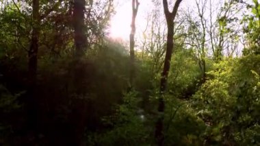 Günbatımında İngiltere 'deki eski ormanların üzerinden insansız hava aracının tepesinden aşağı doğru uçuyor.