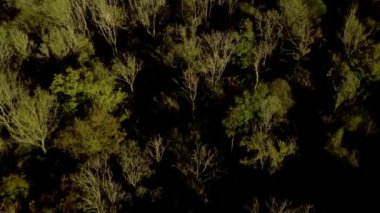 Günbatımında İngiltere 'deki eski ormanların üzerinden insansız hava aracının tepesinden aşağı doğru uçuyor.