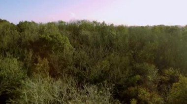 Günbatımında İngiltere 'deki eski ormanların üzerinden insansız hava aracının tepesinden aşağı doğru uçuyor.