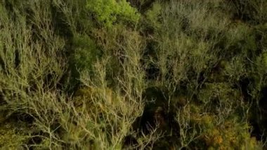 Günbatımında İngiltere 'deki eski ormanların üzerinden insansız hava aracının tepesinden aşağı doğru uçuyor.