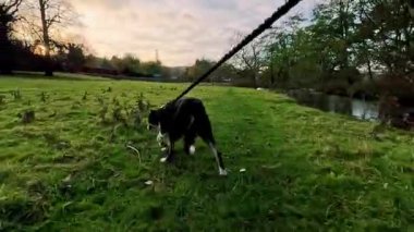 Sınır çoban köpeğini Pasta Tepesi 'nde gezdiriyorum.