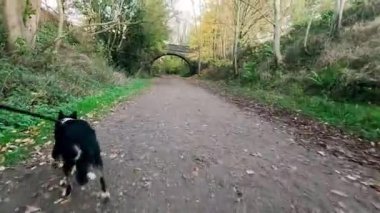 Sınır çoban köpeğini Pasta Tepesi 'nde gezdiriyorum.
