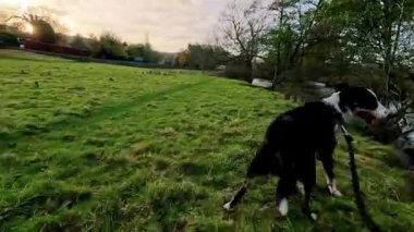 Sınır çoban köpeğini Pasta Tepesi 'nde gezdiriyorum.