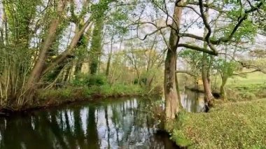 View of ducks on a fresh water river in Peak District, England UK